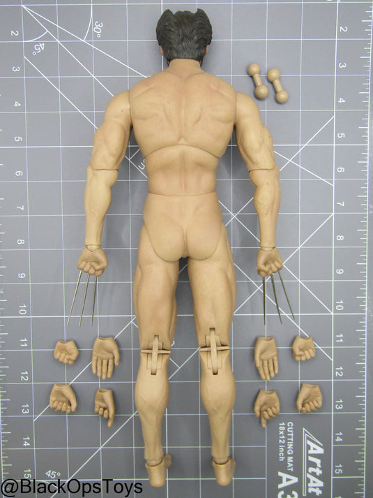 Custom Male Wolverine Body w/Headsculpt & Clawed Hand Set