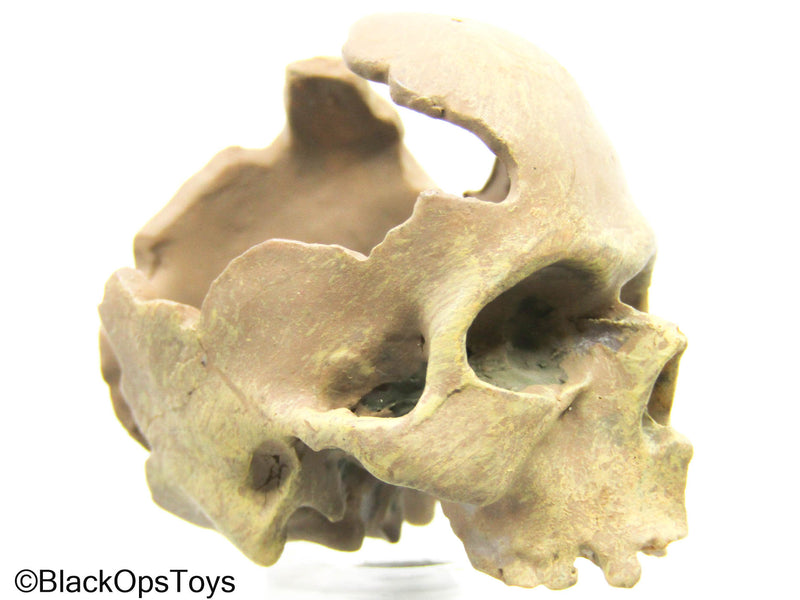 Load image into Gallery viewer, Cracked Human Skull
