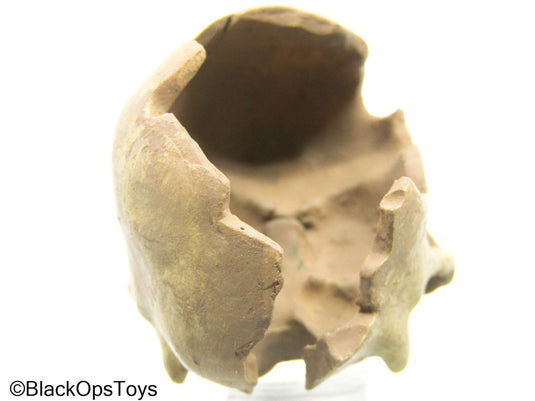 Cracked Human Skull