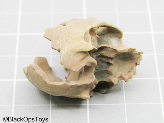 Cracked Human Skull