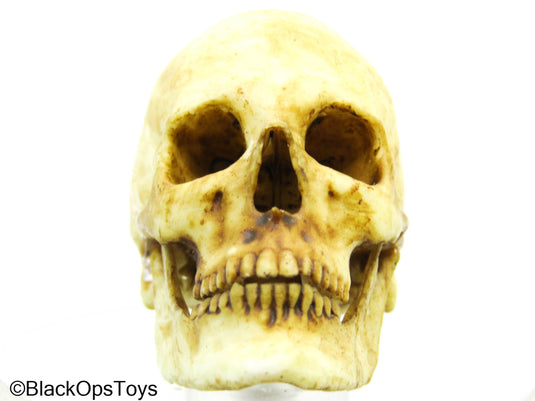 Human Skull