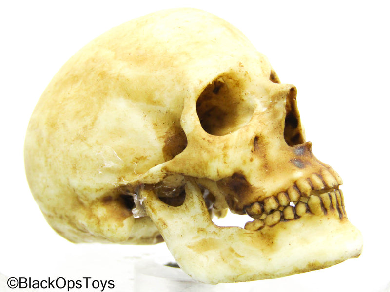 Load image into Gallery viewer, Human Skull
