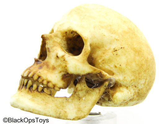 Human Skull