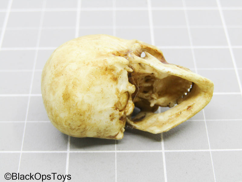 Load image into Gallery viewer, Human Skull
